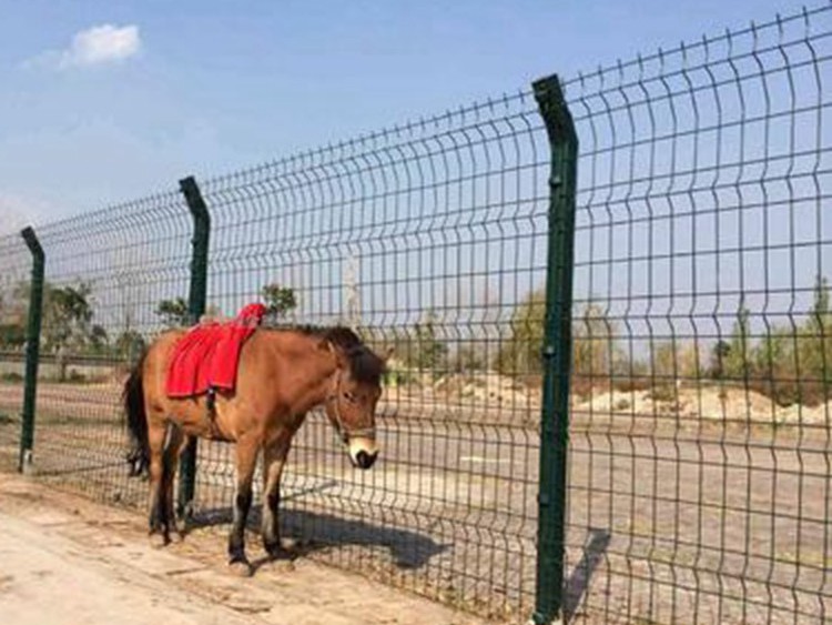 雙邊絲護欄網 雙邊絲護欄網